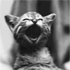 20080804003325-gato.gif
